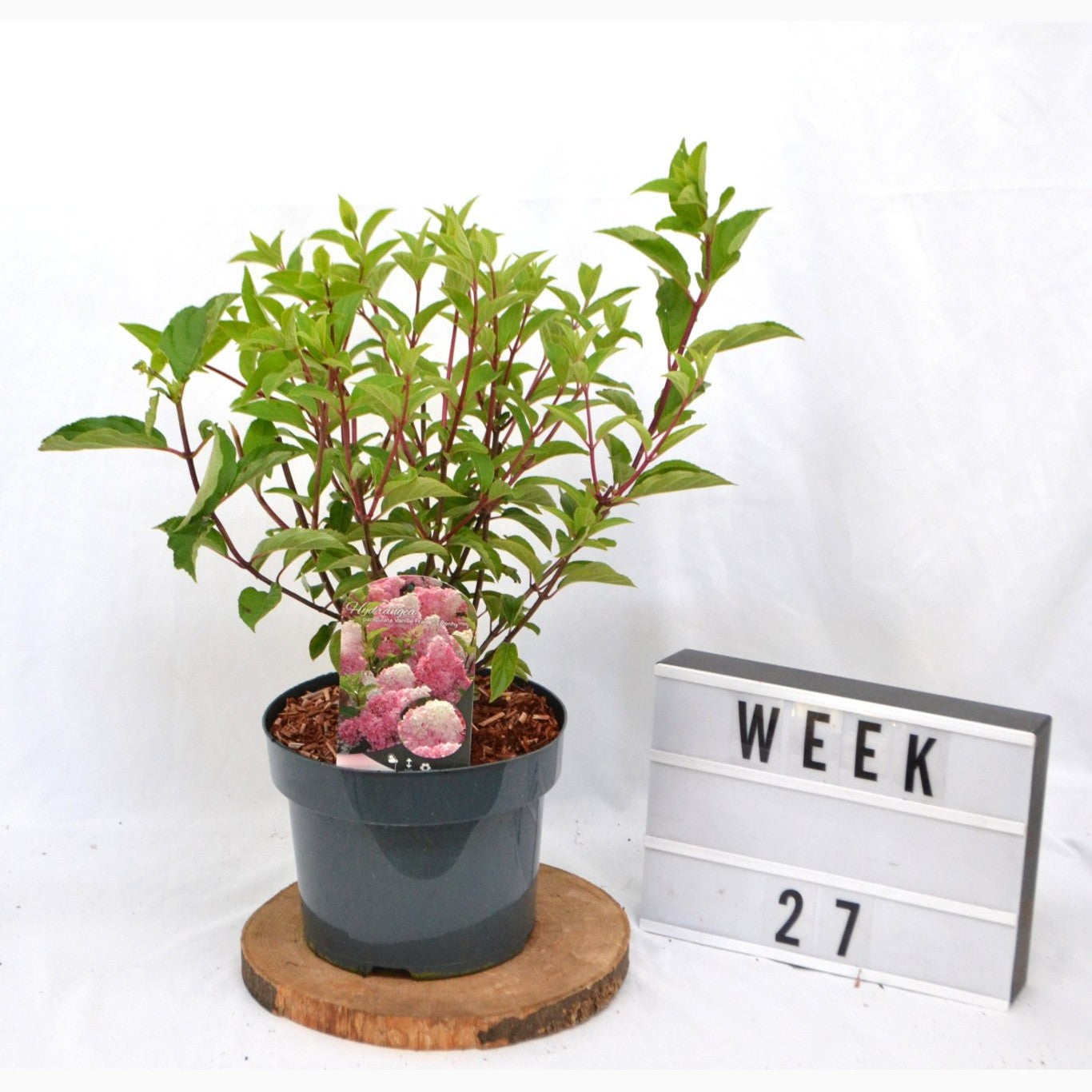 Syrenhortensia – Hydrangea paniculata 'Vanille Fraise' - C5 40-50 CM